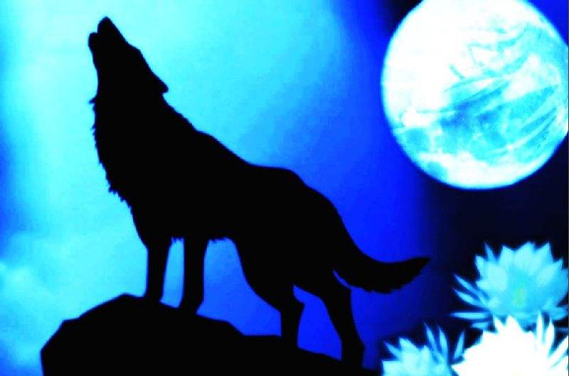 一只跛狼的奋斗